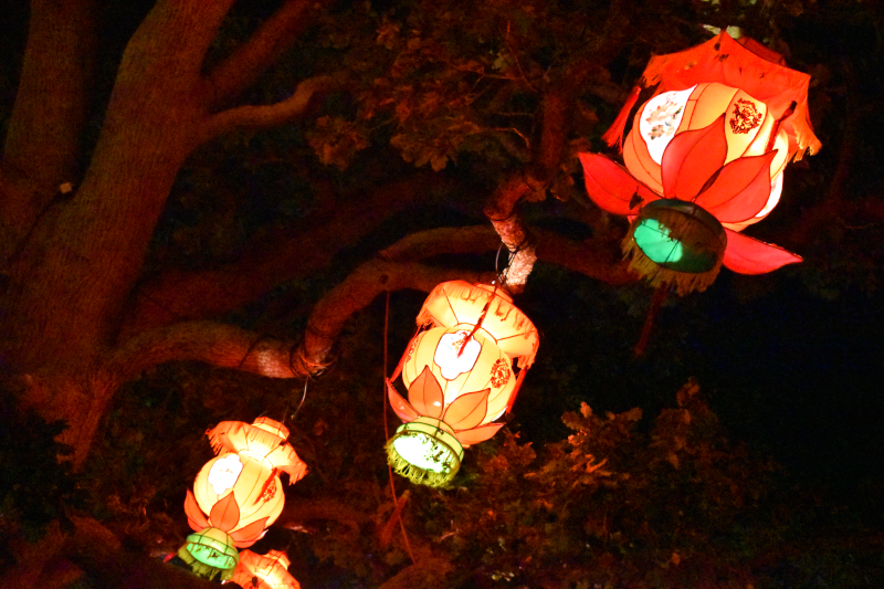 オークランド最大級のイベント「Lantern Festival」！ NZdaisuki magazine ニュージー大好きドットコム発行