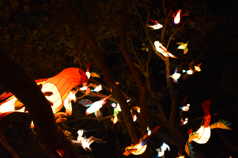 オークランド最大級のイベント「Lantern Festival」！ NZdaisuki magazine ニュージー大好きドットコム発行