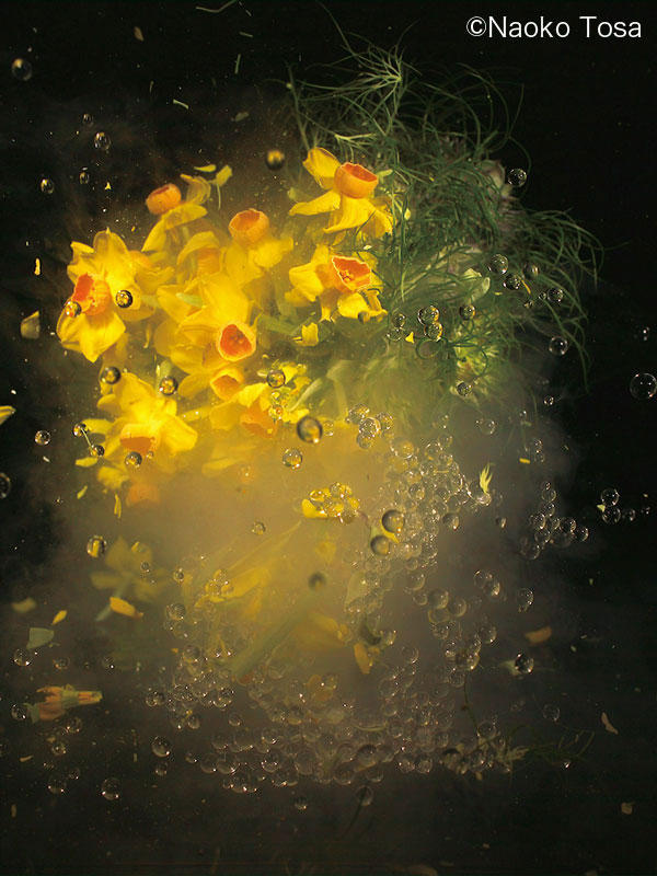 ecube181_tosanaoko_Moon-Flower1.jpg