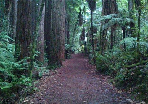 redwoodforest.jpg