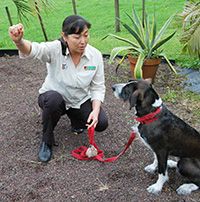 ニュージーランド・西オークランド・犬のしつけセラピスト「Bark Busters」ドッグトレーナー